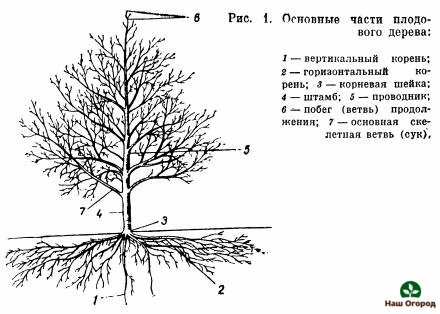 описание на овощни дървета
