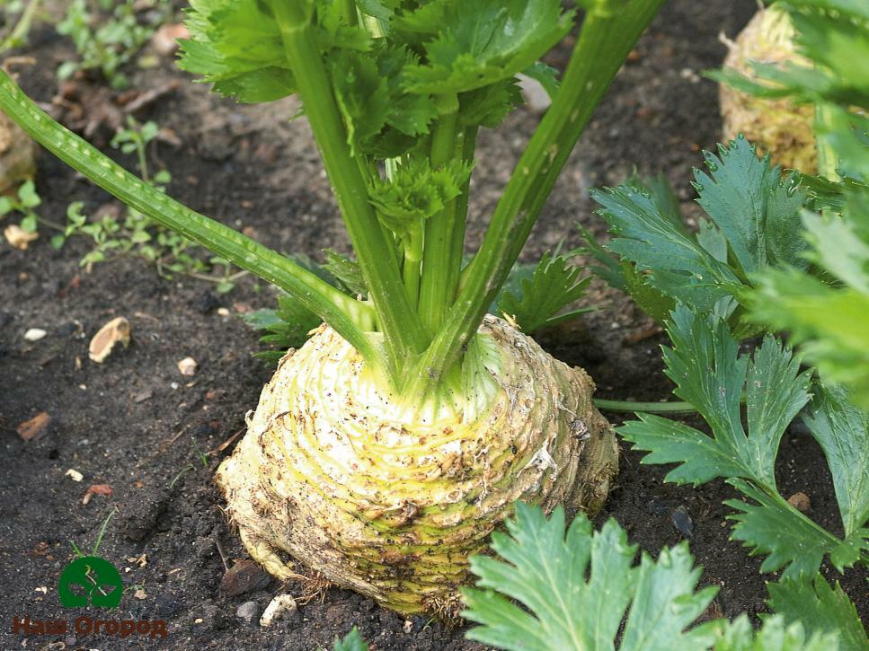 root celery