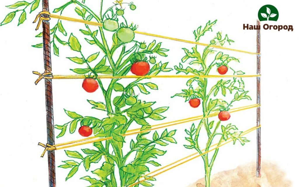 kousenband tomaten