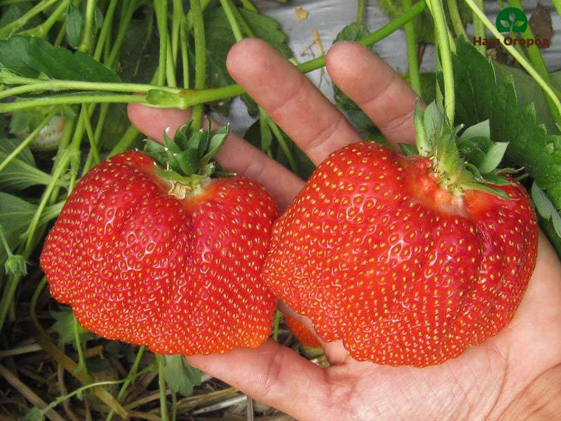 typer jordbær