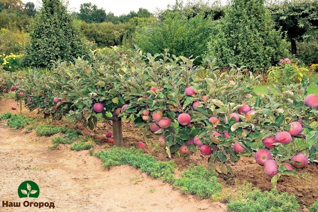 sadenie jablone