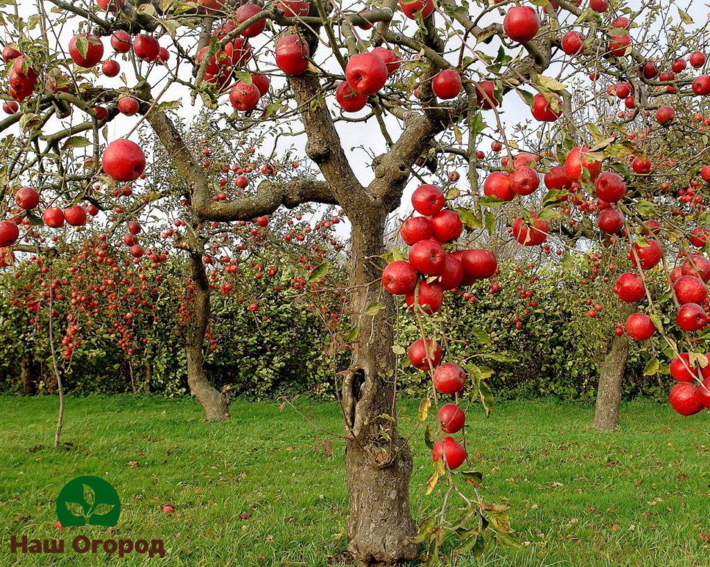 apple tree care in autumn