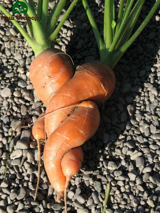 faire pousser des carottes