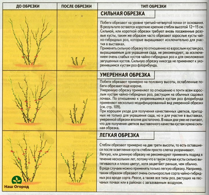 potatura di rose