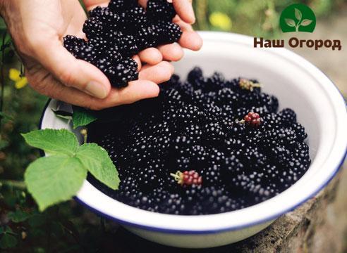 growing blackberries