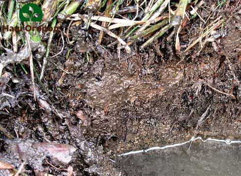 Peat soils are generally not suitable for growing crops