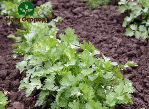 A rich harvest of cilantro in the beds is possible with regular and abundant watering