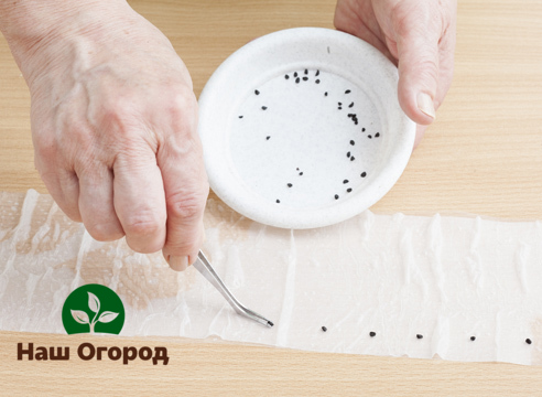 Germinating seeds in toilet paper is a great option for the budget-conscious gardener
