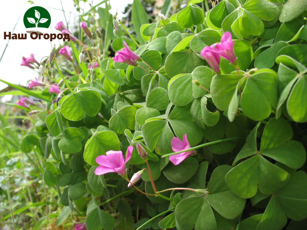 Oxalis is not only a very cute plant, but also very useful.