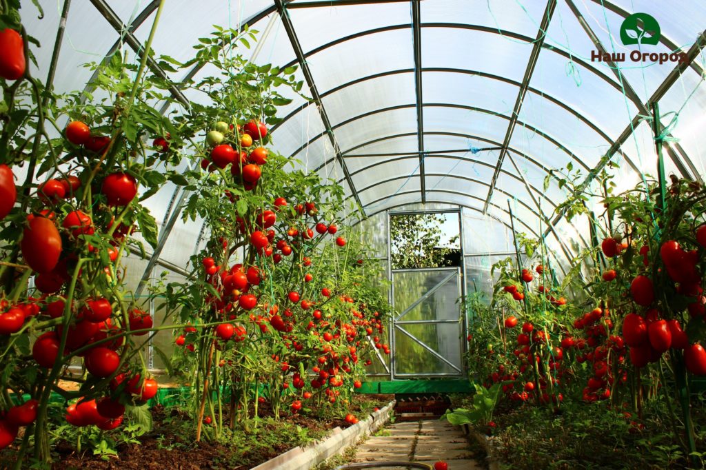 growing a tomato in a greenhouse