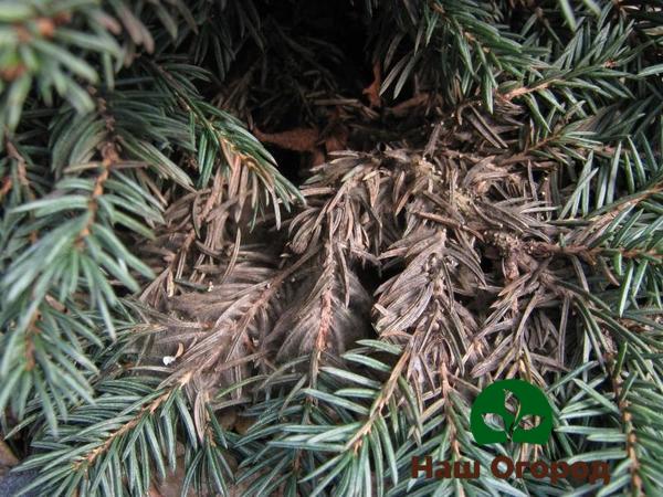 Coniferous branches infected with brown shute