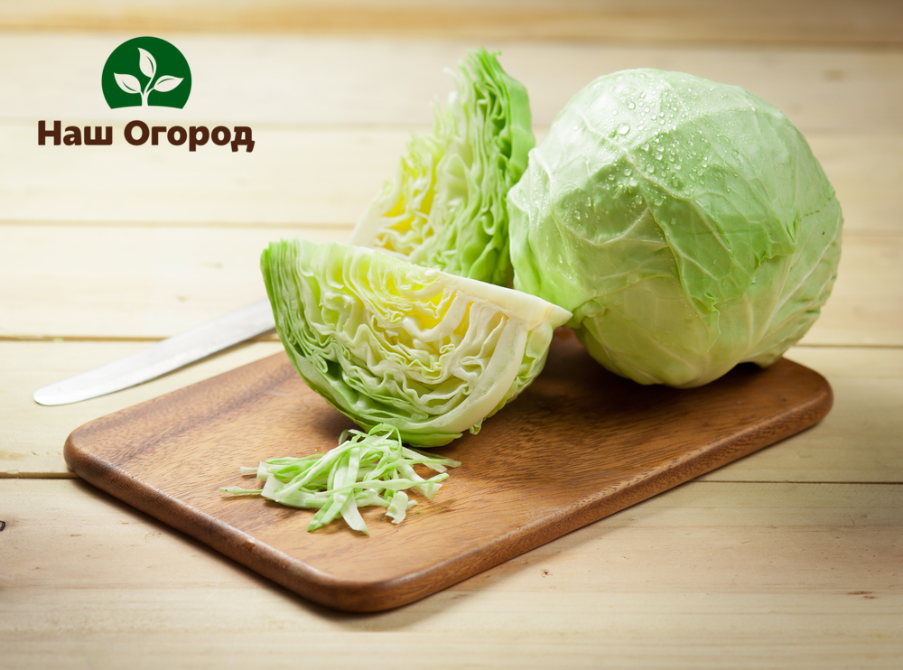 Cabbage is used fresh, it is used for salads, soups, cabbage rolls. and pies.