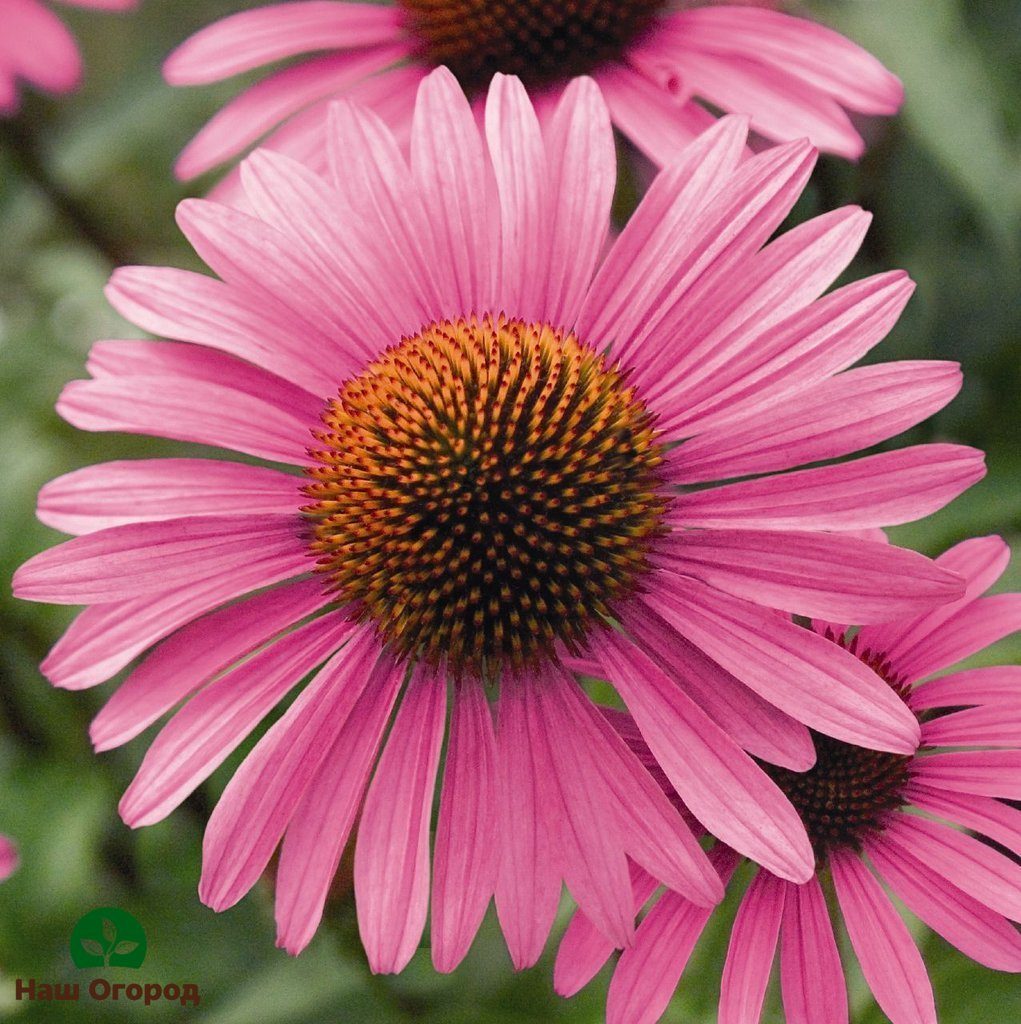 Echinacea is a perennial of the Aster family (Asteraceae), which came to us from the eastern part of North America and has long become a favorite of domestic gardeners due to its unpretentiousness and variety of colors. In addition to its undoubted decorative qualities, this culture also has healing properties: the well-known tincture of echinacea is used to prevent acute infectious diseases, combat depression and chronic fatigue, and has an immunostimulating effect on the human body. A seemingly frivolous ornamental plant is also known as a generous melliferous crop: 1 hectare of blooming echinacea gives about a centner of honey.
Echinacea is a herbaceous rhizome plant with many shoots. Its height ranges from 40 cm to 1.5 m. At the top of the stem is an inflorescence in the form of a basket with a convex core of red or red-brown color and petals of various shades.