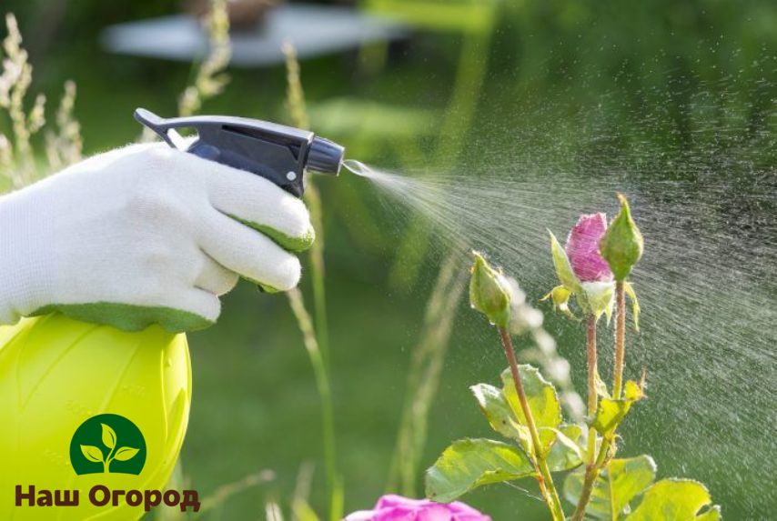Postřik plodin mýdlovou vodou může pomoci v boji s housenkami