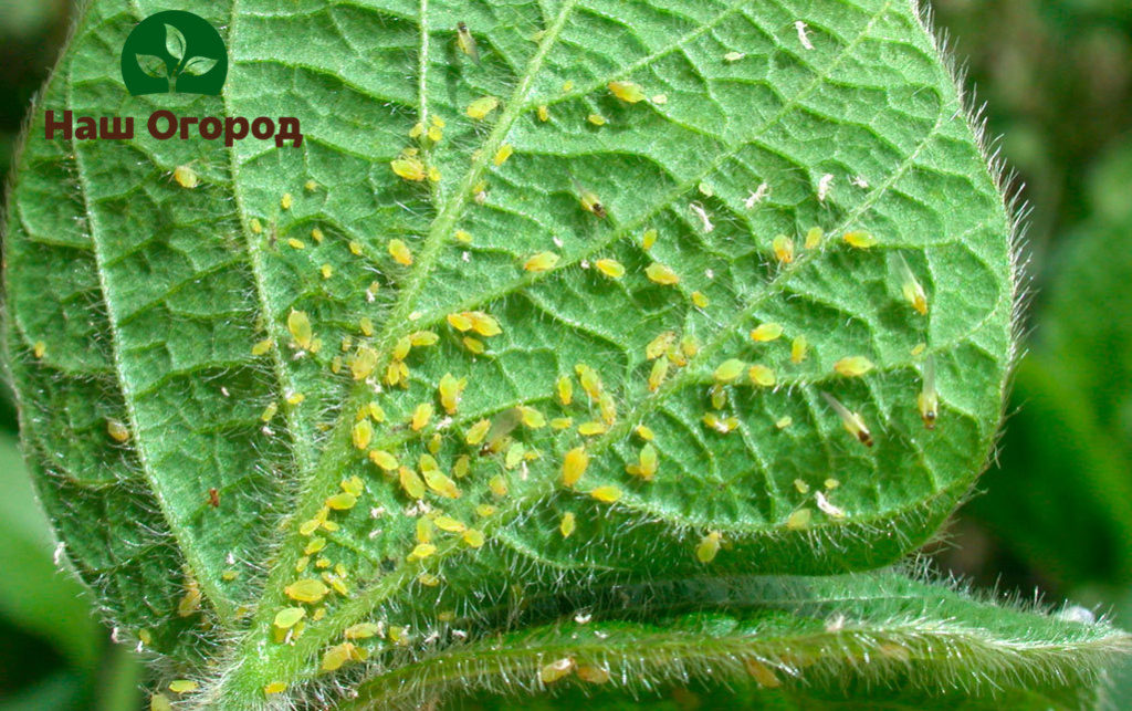 Hvis du ikke blir kvitt bladlus i tide, kan de avle enorme avkom som vil ødelegge innendørs planter.