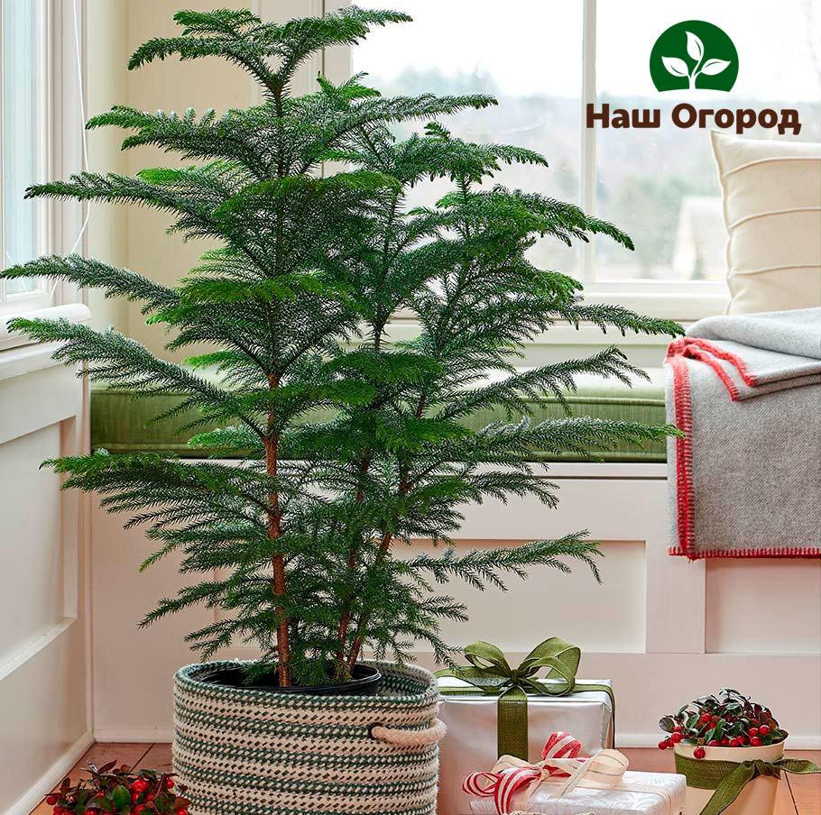 Indoor araucaria will not only help cleanse your home of harmful microorganisms, but will also create a feeling of natural idyll even in an apartment