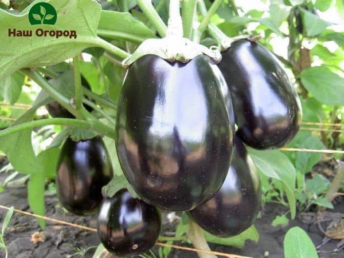 eggplant of the Marzipan variety has an unusual pear-shaped shape