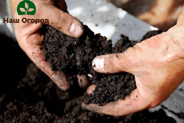 За да проверите почвата преди сеитбата, трябва да я притиснете плътно в ръцете си.