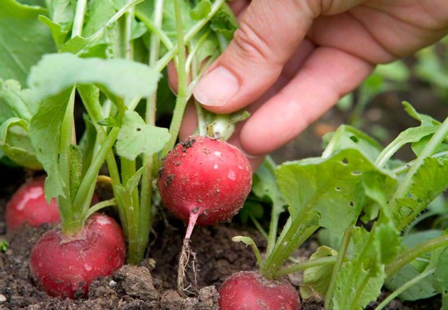 Once the radish is at the optimum size, it is carefully pulled out.
