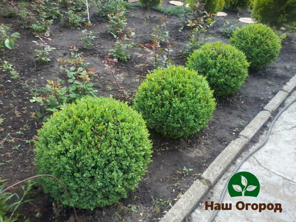 A compact evergreen shrub from which to create exciting compositions.