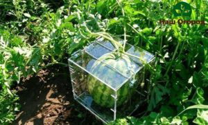 For watermelons to grow square, they need to be placed in a special square cube.