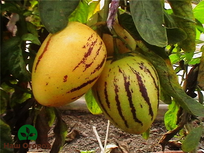 The most popular variety for cultivation in Russian gardens is the Pepino Ramses variety.