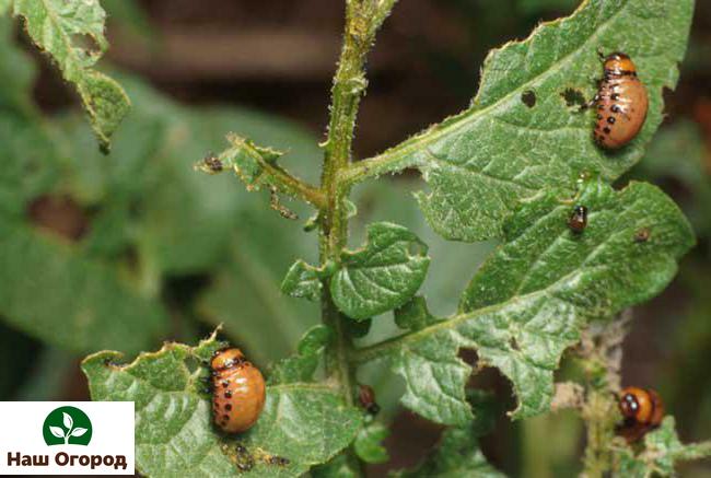 Potato leaves are a favorite delicacy of the Colorado potato beetle.