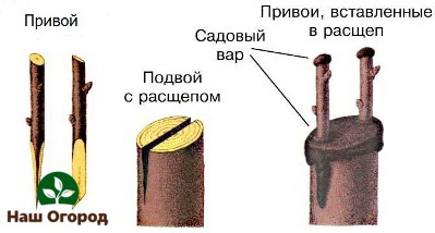 Бележка за присаждане на стволове на дървета