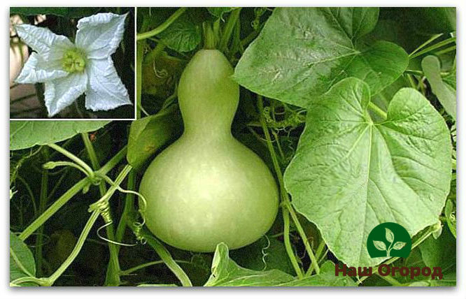Lagenaria Calebasa is a rather capricious variety of zucchini that needs careful care