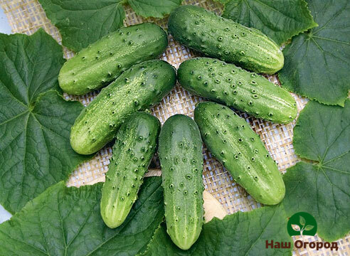 Cucumber variety Pickle, due to its small size, is excellent for canning