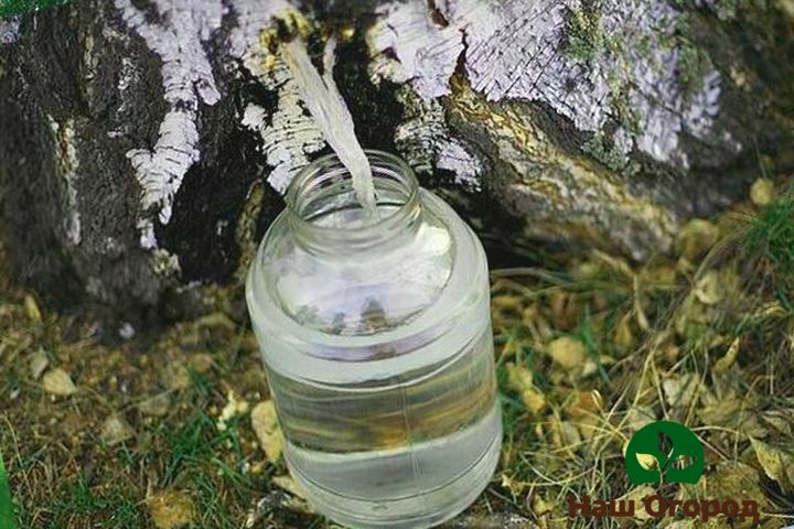 Collecting birch sap in a glass jar