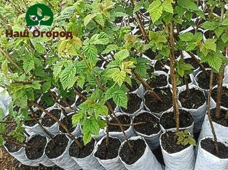 When buying seedlings, there is a chance that they may not take root on your site. Therefore, it is better to rejuvenate the bushes already tested in practice.