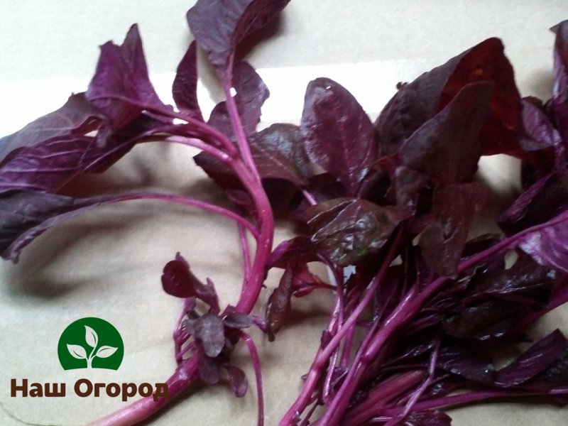 Red spinach