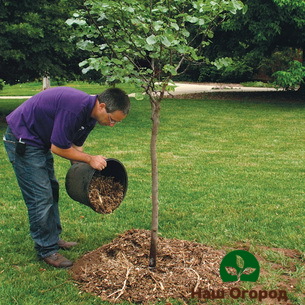 Le paillage du cercle du tronc est nécessaire pour que l'arbre fruitier puisse facilement supporter le froid hivernal rigoureux.