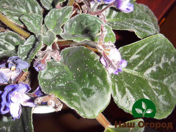 Aphids can severely damage not only flowers, but also the stems and leaves of a houseplant.
