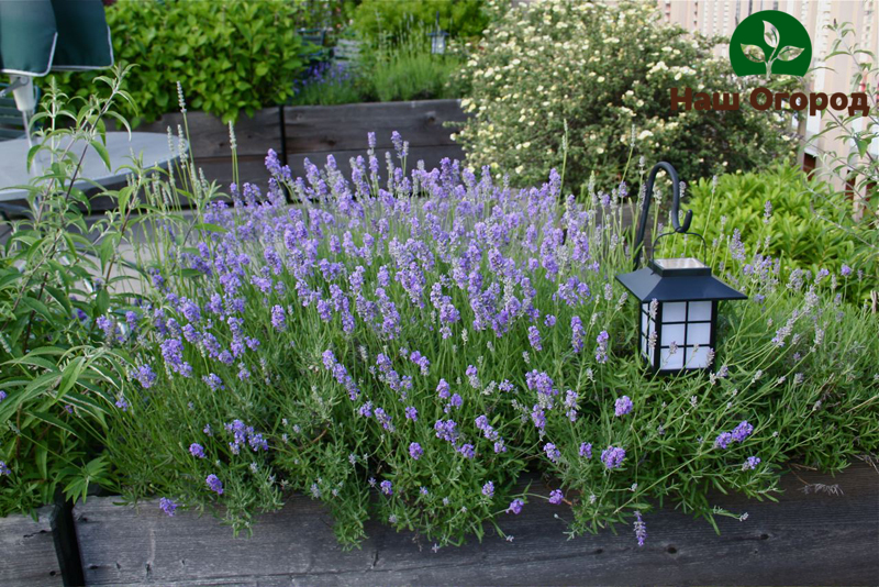 Lavendel ist in seiner Zusammensetzung nicht nur reich an nützlichen Vitaminen, sondern kann auch eine hervorragende dekorative Lösung für Ihren Garten sein.