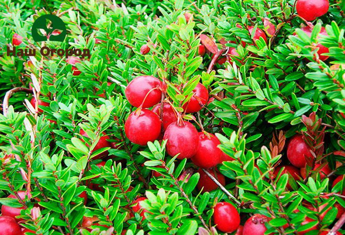 tumbuh-tumbuhan cranberry