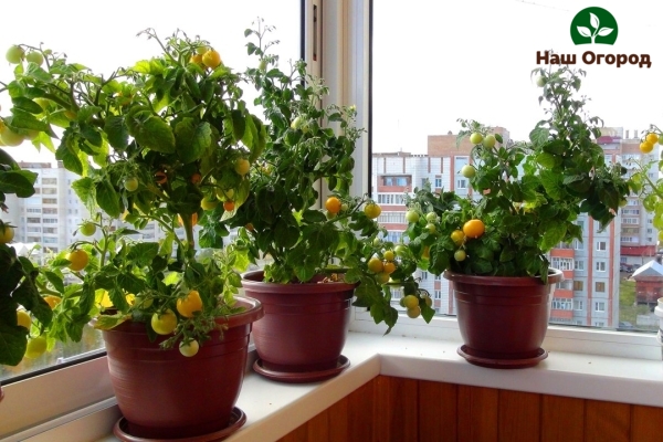 When growing tomatoes on the balcony, you can get a rich harvest of vegetables.