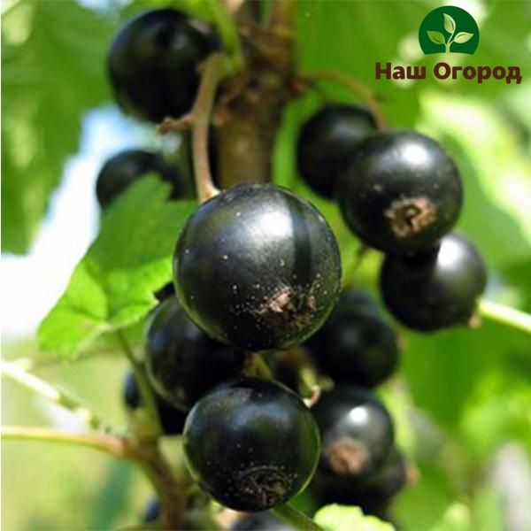 Black currant Ojebin has a thin skin near the berries