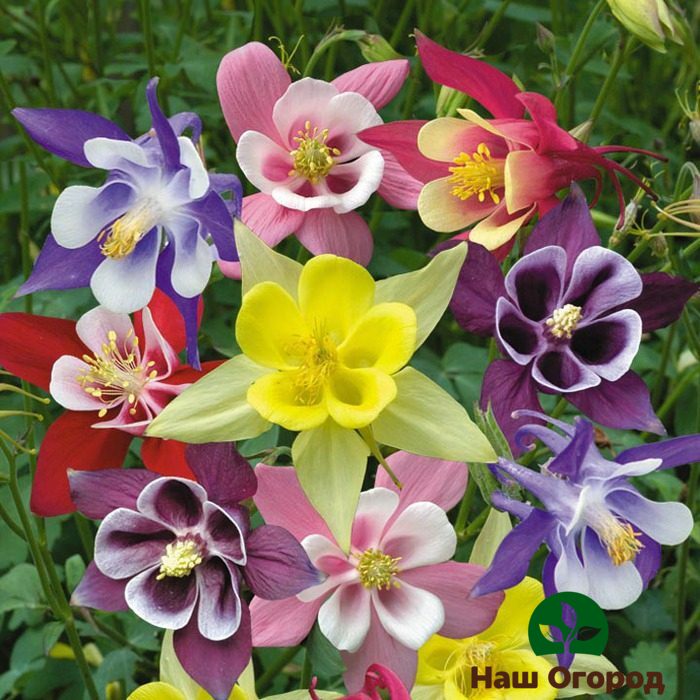 Aquilegia varies in color depending on the variety