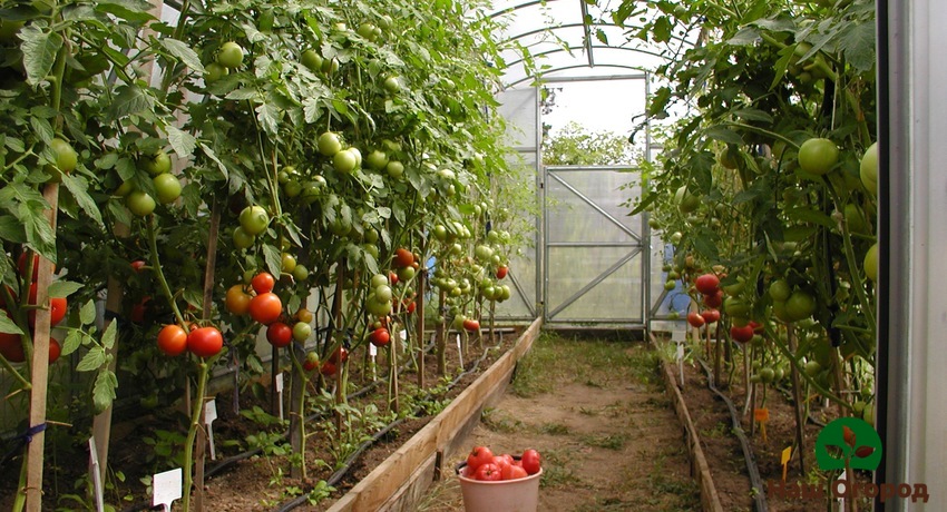 Pomidorų auginimas šiltnamyje