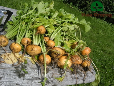 After harvesting the fruits, turnips must be dried in the open air under a canopy.