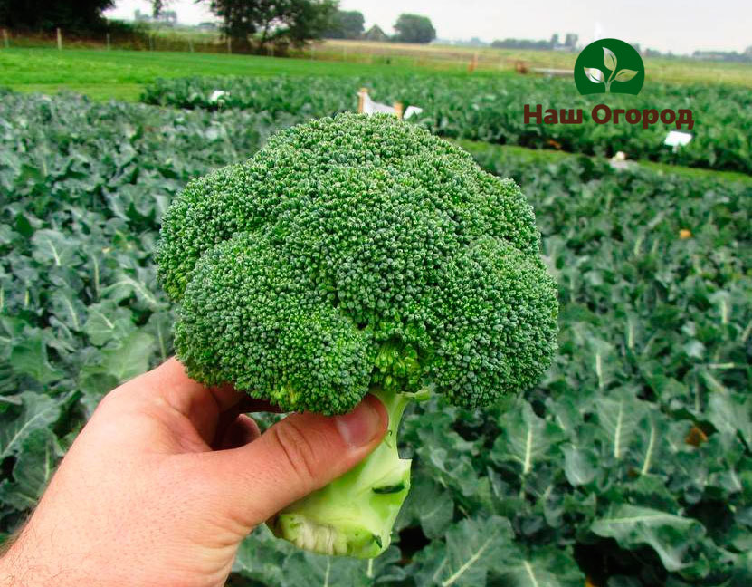 Broccoli elsker frugtbar jord.