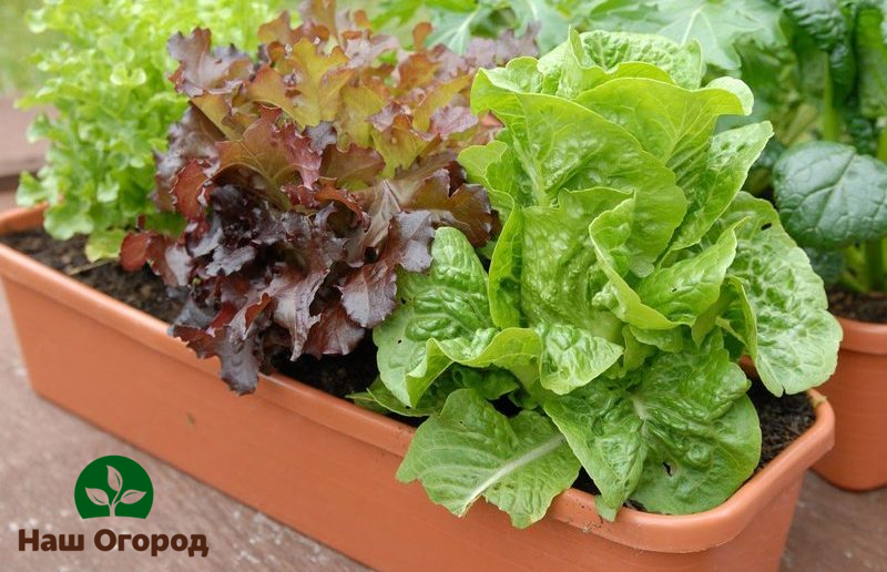 Salat in speziell dafür vorgesehenen Schubladen