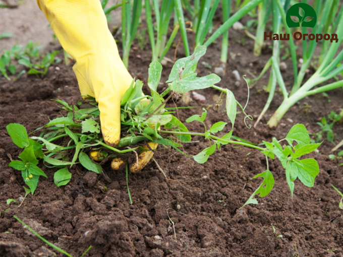 กำจัดวัชพืชในเวลาที่เหมาะสม หากคุณเริ่มกระบวนการนี้ ในไม่ช้าวัชพืชที่ร้ายกาจจะเต็มสวนทั้งสวน
