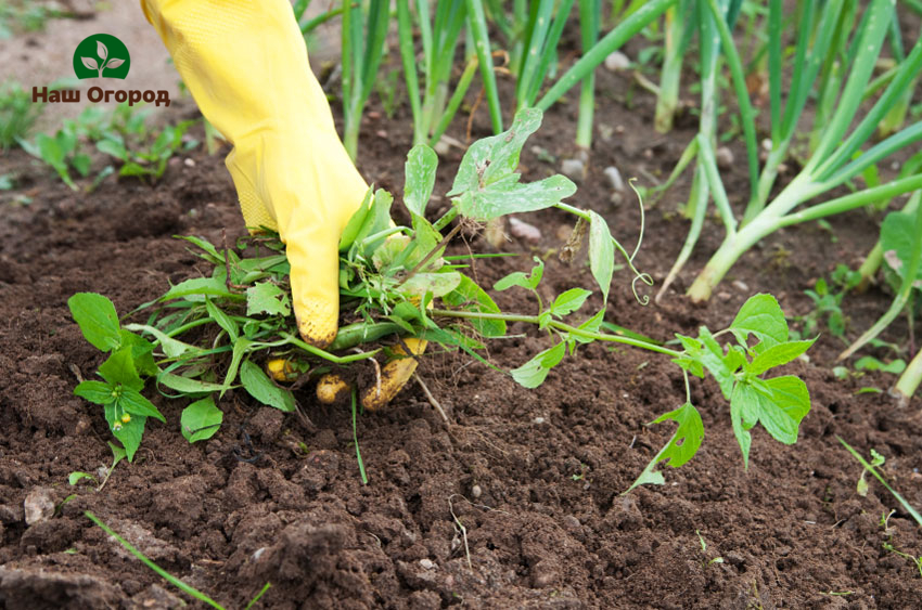 mauvaises herbes sur le site