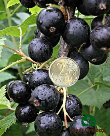 A vigorous blackcurrant can reach the size of a large two-ruble coin