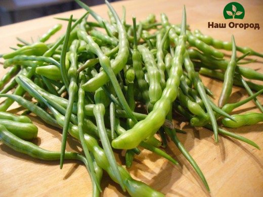 With proper crop care, you can get a rich harvest of pod radish.