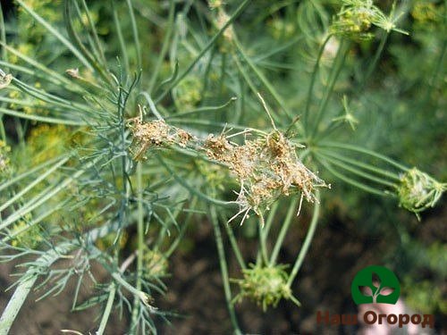 Dill affected by the umbrella moth