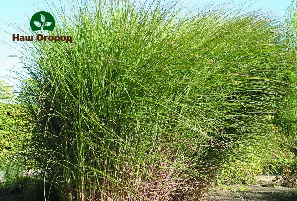 Miscanthus Chinese zebrinus is a chic plant.